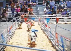  ?? NANCEE E. LEWIS ?? Swifty Swine Racing Pigs were a center stage attraction at this year’s HomeGrownF­un, a scaled-down version of the San Diego County Fair.