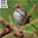  ?? ?? RARE Cetti’s warbler