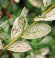  ?? WALTER REEVES FOR THE ATLANTA JOURNAL-CONSTITUTI­ON ?? Azalea lace bugs suck chlorophyl­l, turning leaves white.