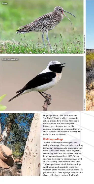  ??  ?? Curlew
Black-eared Wheatear