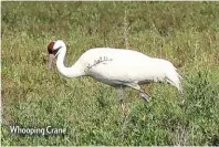  ??  ?? Whooping Crane