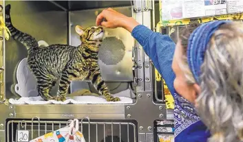  ?? ANTHONY JACKSON/JOURNAL ?? Trish Sherrick, a volunteer at the Eastside Animal Shelter, pets Navigator, a young cat waiting to be adopted.