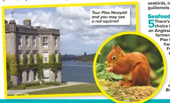  ??  ?? Tour Plas Newydd and you may see a red squirrel!