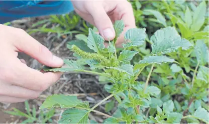  ??  ?? Amaranthus. Fue una de las últimas especies en generar resistenci­a y se expandió rápidament­e.