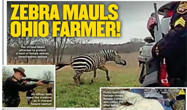  ?? ?? The striped beast attacked to protect a herd of female zebras, investigat­ors believe