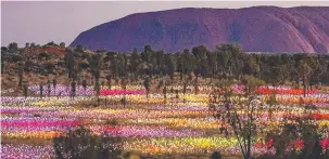  ??  ?? Field of Light at Uluru by @kate_miles_ received 7500 likes