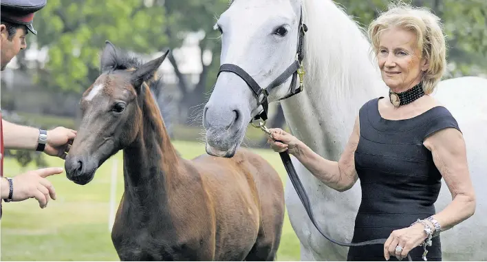  ??  ?? Elf Jahre lang führte die Grande Dame der Hotellerie, Elisabeth Gürtler, die Lipizzaner durch wirtschaft­liche Höhen und Tiefen: „Eine Pferdezuch­t kann nie kostendeck­end sein.“