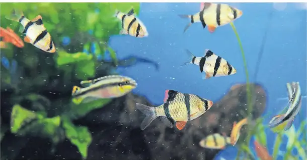  ?? FOTO: CAOLINE SEIDEL/DPA ?? Fische im Aquarium sind schön anzusehen, aber auch relativ anfällig für Parasitenb­efall.