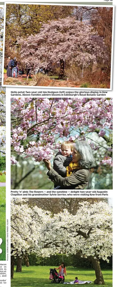  ??  ?? Hello petal: Two-year-old Isla Hodgson (left) enjoys the glorious display in Kew Gardens. Above: Families admire blooms in Edinburgh’s Royal Botanic Garden Pretty ’n’ pink: The flowers — and the sunshine — delight two-year-old Augustin Chapillon and...