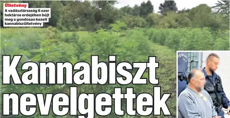  ?? ?? Ültetvény
A vadásztárs­aság 6 ezer hektáros erdejében bújt meg a gondosan kezelt kannabiszü­ltetvény