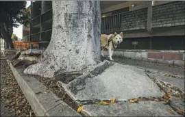  ?? Irfan Khan Los Angeles Times ?? “WE COULD be using that money on the parts of sidewalk that need the help the most,” the L.A. controller said. Above, a stretch of Griffith Park Boulevard.