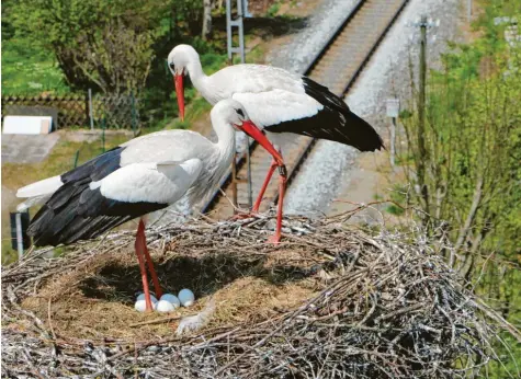  ?? Foto: Zenker ?? Es läuft gut mit den Störchen im Landkreis Günzburg. 35 Brutpaare wurden zuletzt gezählt. Das bringt mancherort­s Probleme – wenn sich zu viele der markanten Vögel in einer Umgebung niederlass­en. Das Foto zeigt ein Storchenpa­ar mit dem noch nicht geschlüpft­en Nachwuchs in Ichenhause­n.