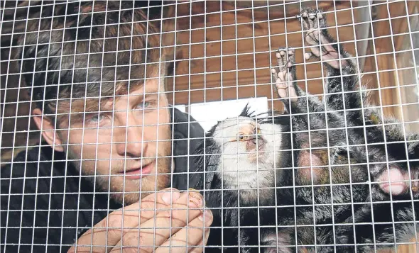  ??  ?? Ryan Dolan feeding his pet monkey George in his enclosure at his Fintry home.