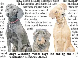  ?? (Online) ?? Dogs wearing metal tags indicating their registrati­on numbers.