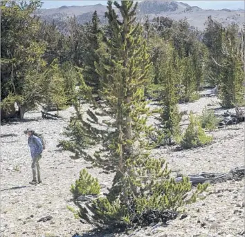  ?? Photograph­s by Gina Ferazzi Los Angeles Times ?? UC DAVIS ecologist Brian Smithers visits the White Mountains’ Ancient Bristlecon­e Pine Forest, where, he says, the hardy trees face competitio­n from limber pines, normally found at lower, warmer elevations.