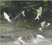  ?? ASSOCIATED PRESS FILE PHOTO ?? Asian silver carp, famous for jumping out of the water when startled, are shown on the Illinois River near its confluence with the Spoon River near Havana, Ill.