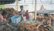  ??  ?? Farmers sorting harvested seaweed for drying and planting on Beniamina Island.