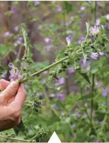  ??  ?? MALVA SYLVESTRIS Foglioline e germogli si gustano crudi in insalata, si fanno lessati o rosolati nel burro, si aggiungono in minestre, torte di verdure e frittate.