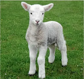  ?? PHOTO: SUPPLIED ?? A good 17kg lamb could be worth about $110 this season.