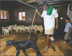  ??  ?? Kamegowda tends to his sheep at his home in Dasanadodd­i village.
