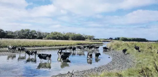  ?? PHOTO: SUPPLIED ?? How can this happen? Cows wade in an Otago river.