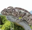  ?? Foto: Reptilienz­oo ?? Kleine Drachen aus der Nähe: Reptilienz­oo Allgäu in Füssen.