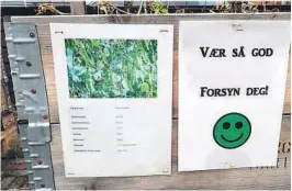  ??  ?? GRATIS GRØDE: Vekstene har blitt borte utover sommeren, men noen besøkende har tilsynelat­ende nesten ikke kunnet tro på plakaten.