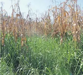  ??  ?? A fondo. William Marchió (dirige la red que fomenta la integració­n de actividade­s) bajo los árboles y con la hacienda. Arriba, el maíz y las pasturas, juntos.