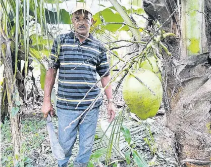  ?? CONTRIBUTE­D ?? Michael Swaby walks through his 38-acre farm in Crescent, St Mary.