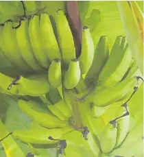  ?? STEPHEN M. DOWELL/ORLANDO SENTINEL ?? Bananas need specific care if you want strong fruit harvests.