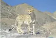  ?? ?? Iran is home to a dozen Asiatic cheetahs – down from an estimated 100 in 2010