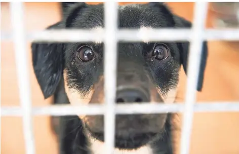  ??  ?? Ein kleiner Mischlings­hund schaut mit großen Augen durch das Gitter seines Tierheim-Geheges.