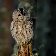  ??  ?? Left: Sunlit Owl taken by Carole McDonald.