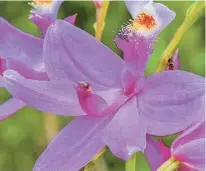  ?? JASON MATTHEW WALKER/MIAMI HERALD PHOTOS ?? Calopogon tuberosus var. simpsonii grows in Roger Hammer’s yard.