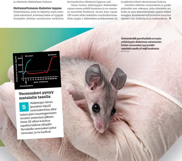  ?? SHUTTERSTO­CK ?? Kehitettäv­ällä geenihoido­lla on saatu ykköstyypi­n diabetesta sairastavi­en hiirien verensoker­i pysymään matalalla tasolla yli neljä kuukautta.