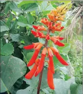  ??  ?? Erythrina humeana