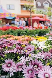  ?? FOTO: U. MISERIUS (ARCHIV) ?? Die Straßen verwandeln sich in ein Meer aus Blumen. Am Wochenende ist das 21. Leichlinge­r Frühlingsf­est.