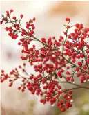  ?? ?? The jewel-like berries of Nandina domestica provide autumn interest