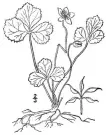  ?? CONTRIBUTE­D/ USDA-NRCS PLANTS DATABASE/BRITTON, N.L., AND A. BROWN. 1913. ?? An illustrati­on of flora found in the northern United States, Canada and the British Possession­s. 3 vols. Charles Scribner’s Sons, New York. Vol. 2: 88.