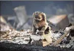  ?? DAVID MCNEW / GETTY IMAGES ?? A decorative sculpture is one of the few objects standing Tuesday in a Santa Rosa, Calif., neighborho­od that was leveled by wildfires. The fires are still uncontaine­d.