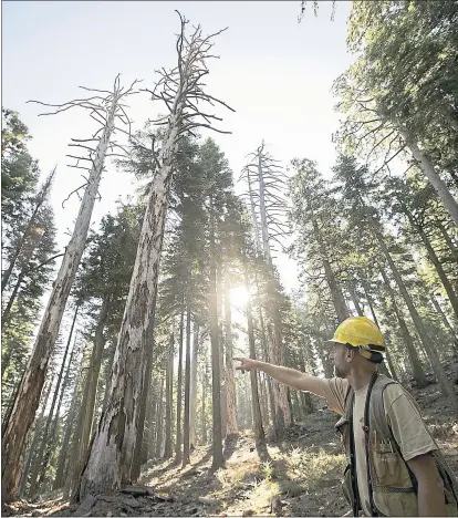  ?? LIPO CHING — STAFF PHOTOGRAPH­ER ?? U.S. Department of Agricultur­e Research Ecologist Eric Knapp talks about how this section of the Stanislaus-Tuolumne Experiment­al Forest will be burned in the fall, to compare the burn’s effect with a section that was burned in June in Pinecrest.