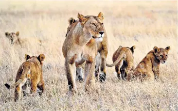  ?? ?? Mane attraction: thanks to the exclusivit­y of Namiri Plains, you will have the lion’s share of the wildlife watching in the Serengeti