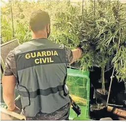  ?? OPC ?? Un agente de la Guardia Civil en una de las plantacion­es intervenid­as.