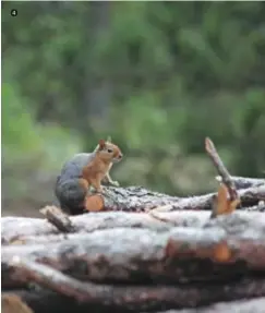  ??  ?? 4 Objektife yakalanmış bir sincap… Ormanı kendine ev edinmiş birçok canlı türü yaşıyor millî parkta.
A squirrel captured by the camera… Various types of creatures call the national park their home.
