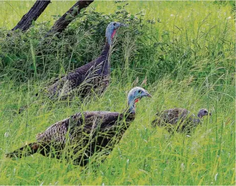  ?? Shannon Tompkins / Houston Chronicle ?? Abundant cover and plentiful insects near their hatching sites are keys to Texas turkey poults surviving the two weeks it typically takes for the birds to grow large enough to roost in trees at night.