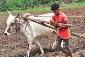 ??  ?? Kova Avinash, 18, in place of a second bullock to balance the plough in agricultur­e operations.