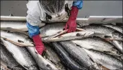  ?? NEW YORK TIMES 2017 ?? A worker processes wild salmon in Norway. Commerce Secretary Wilbur Ross says it is a priority to reduce the gap between how much seafood the U.S. imports ($21.5 billion in 2017) and exports ($6 billion in 2017).