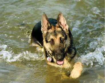  ??  ??                                                      Animals have a way of melting our hearts and becoming important members of the family. Pictured here are: Tekka (above), a German shepherd making a splash; Gertie (left), a golden doodle stopping to...