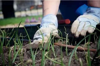  ??  ?? Good compost will give your vege garden a turbo boost.