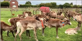  ??  ?? some of the 200-strong herd at Blithbury Reindeer Lodge AT RISK: